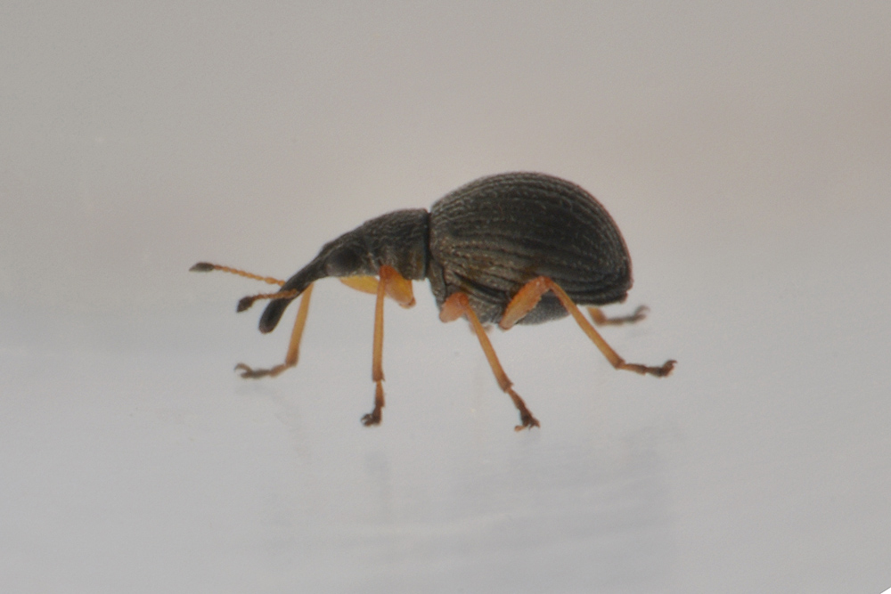 Apionidae:  Protapion nigritarse